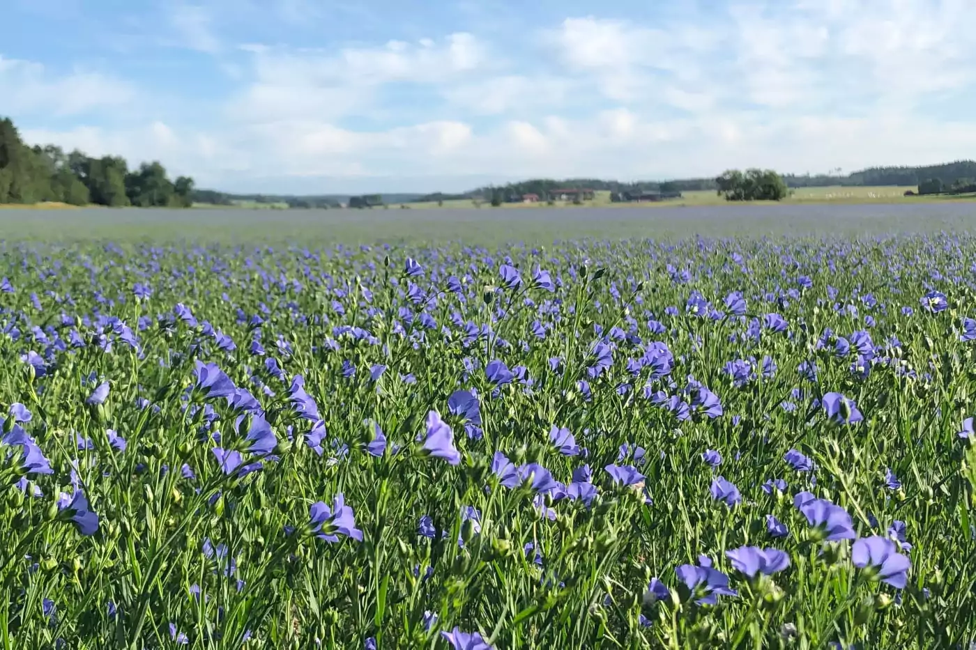 Linolja och linoljefärg bild på fält med linfröblommor